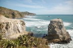 Nový Zéland - Muriwai beach: Terejové